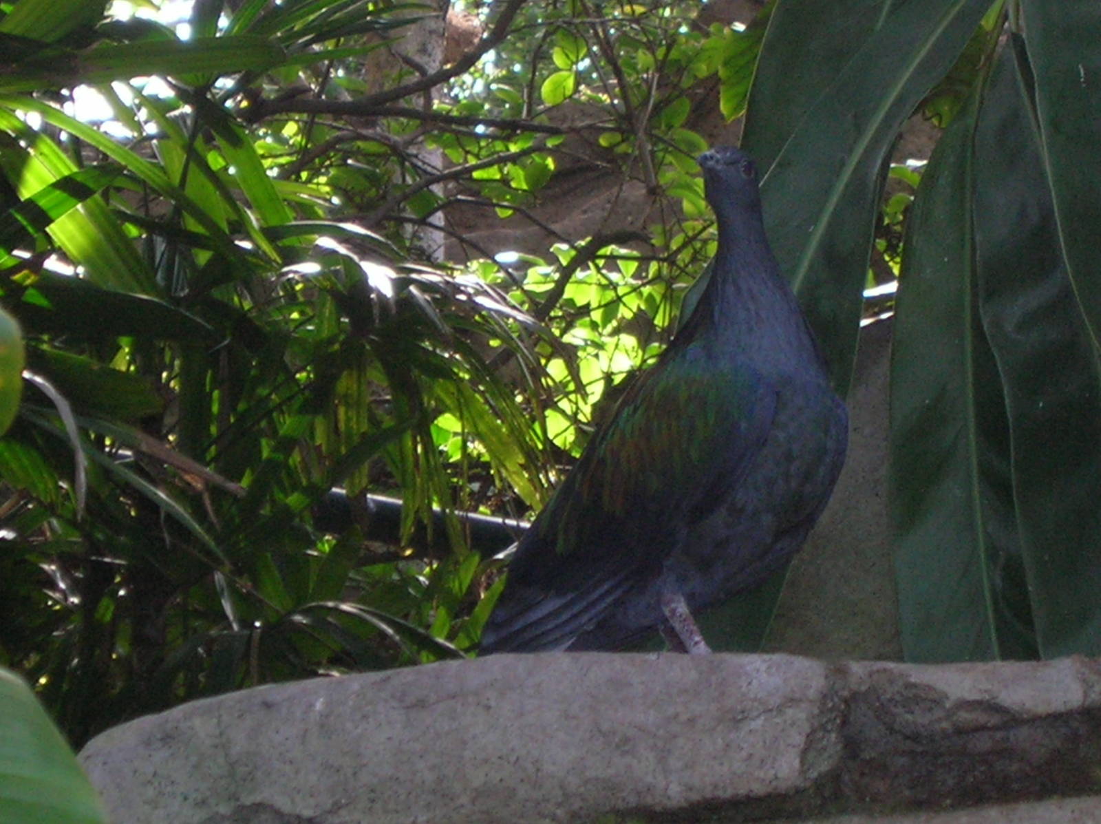 Nicobar Pigeon 2-5-09