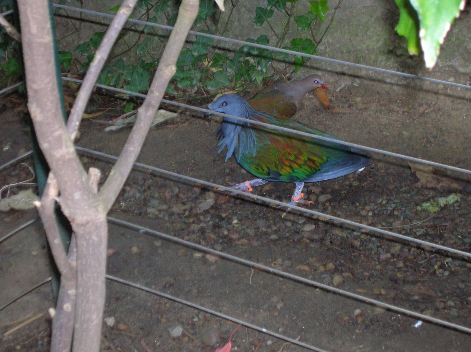 Nicobar Pigeon 2-5-09