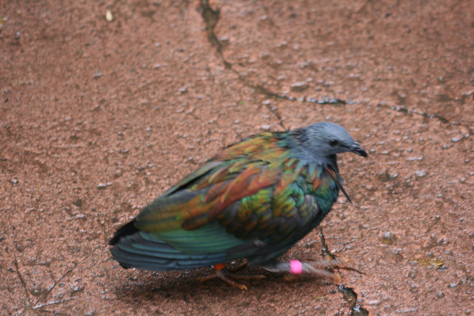 Nicobar Pigeon(20/2/25)