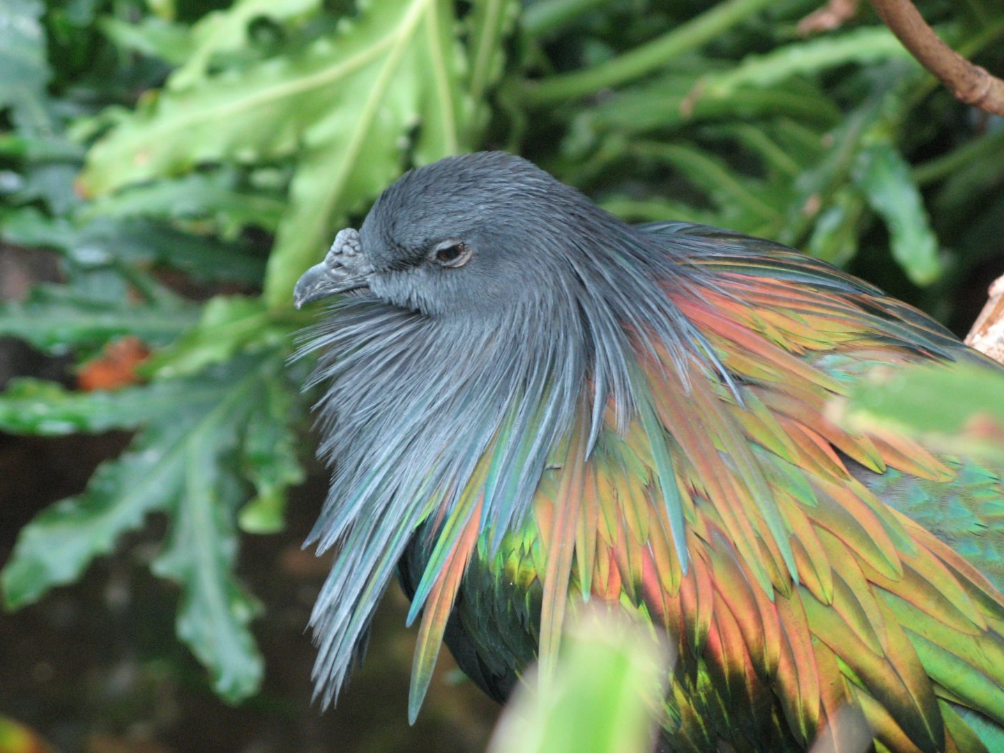 Nicobar Pigeon (2008)