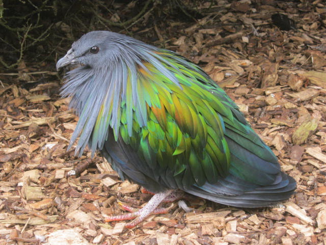 Nicobar Pigeon 2017