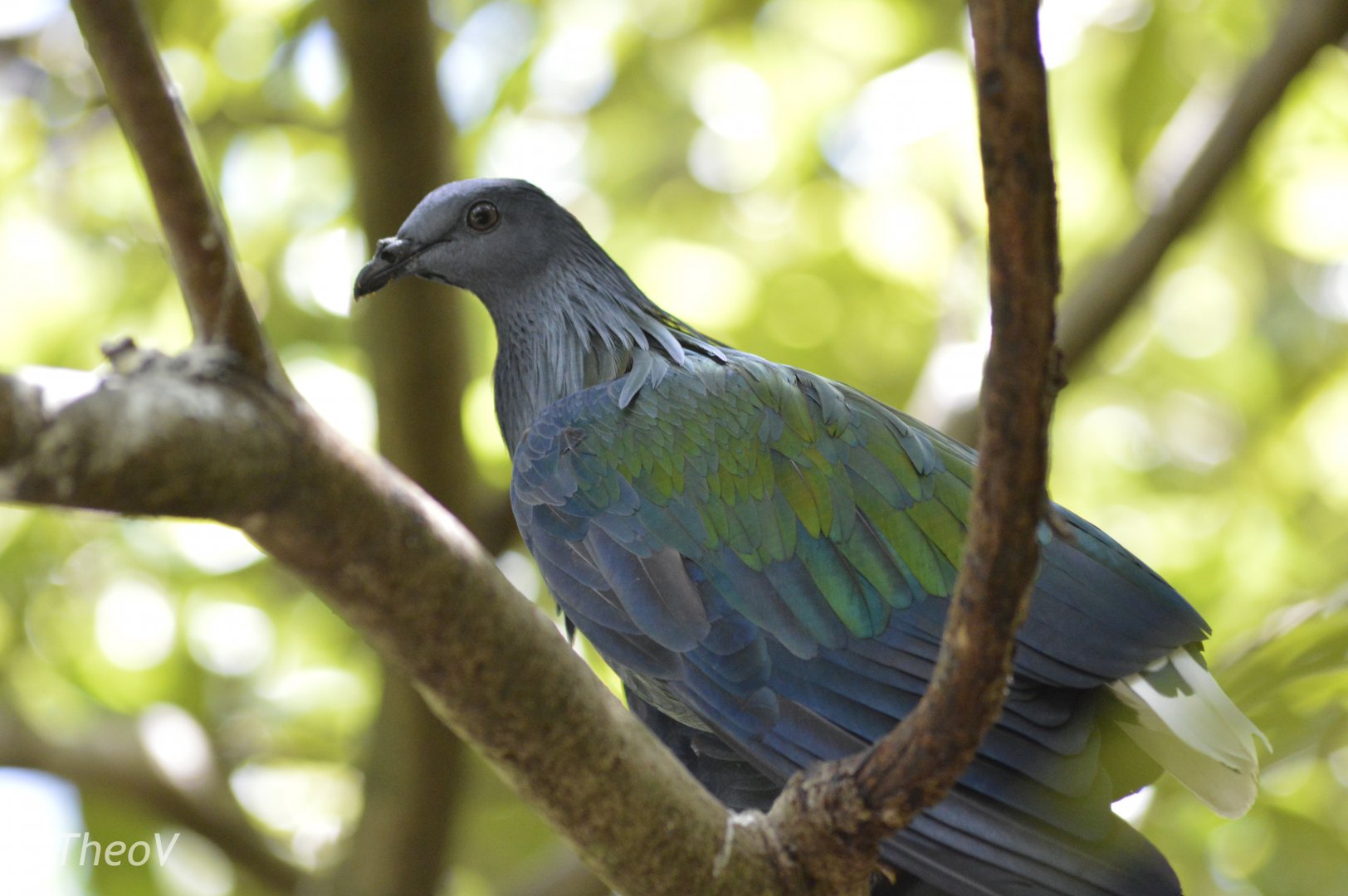 Nicobar pigeon [2017]