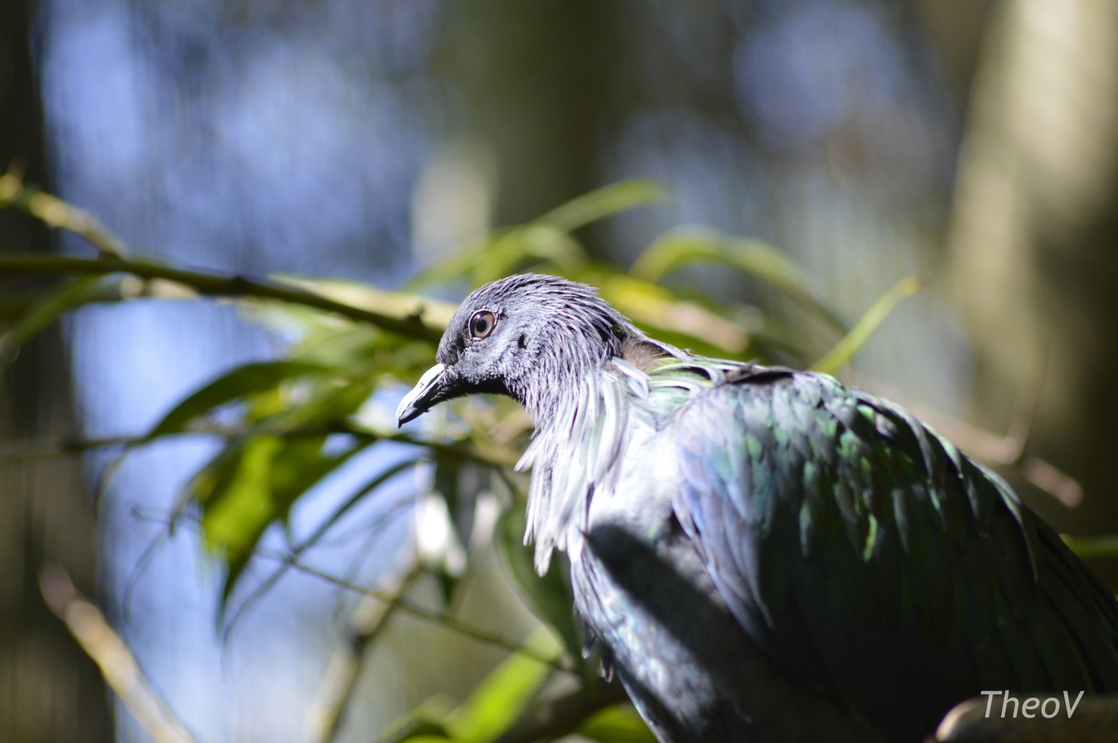 Nicobar pigeon [2017]