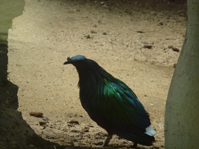 Nicobar Pigeon 23.5.12