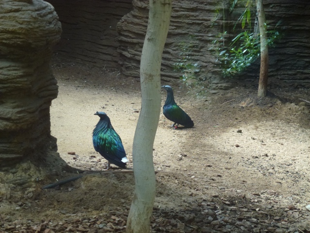 Nicobar Pigeon 23.5.12