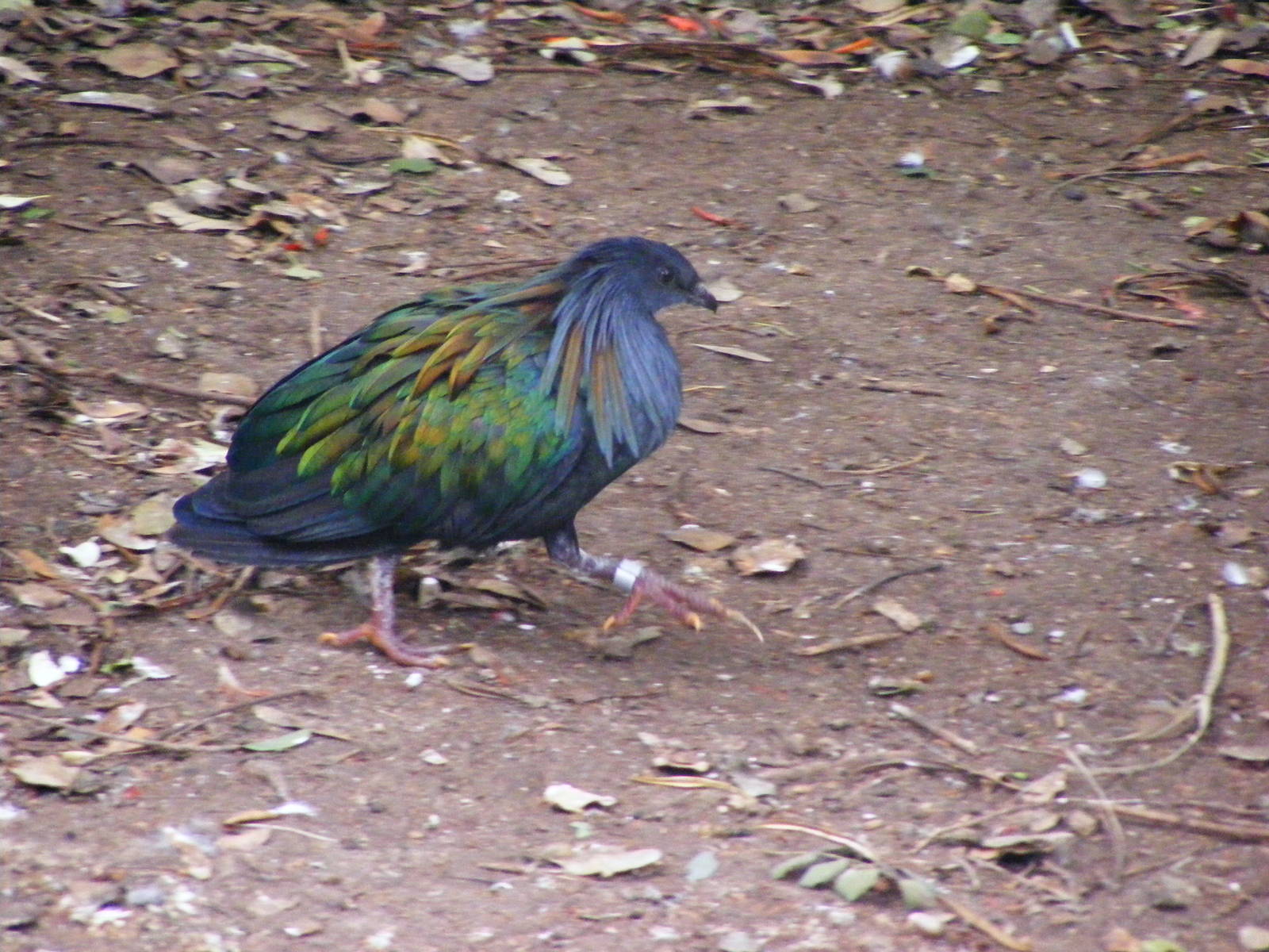 Nicobar Pigeon 30.1.10