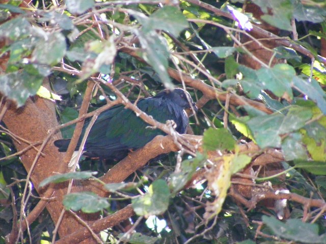 Nicobar Pigeon 4.12.10