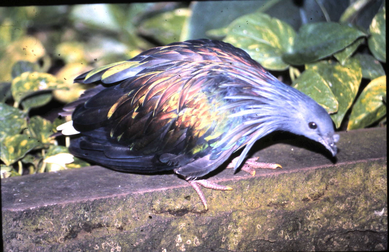 nicobar pigeon adult