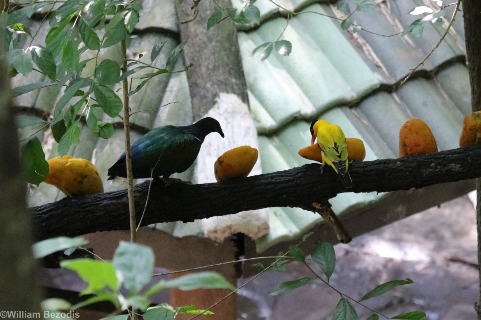 Nicobar Pigeon and Black-naped Oriole Eating Papaya