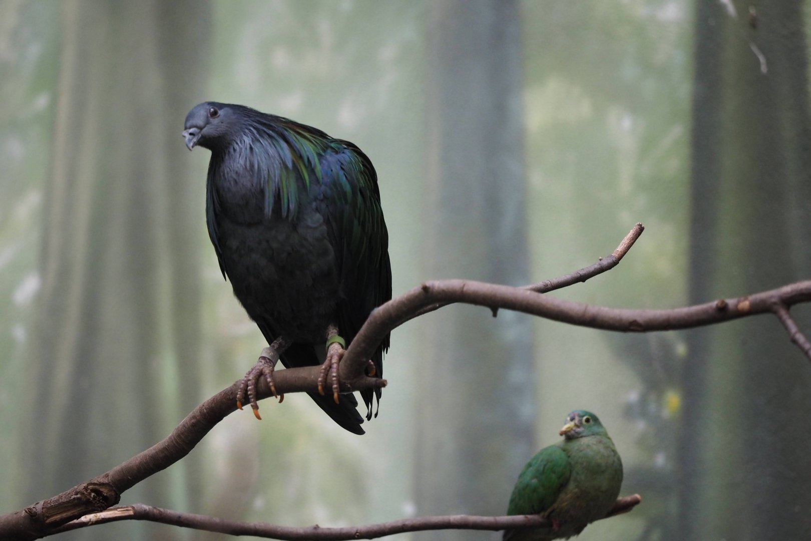 Nicobar pigeon and black-napped fruit dove