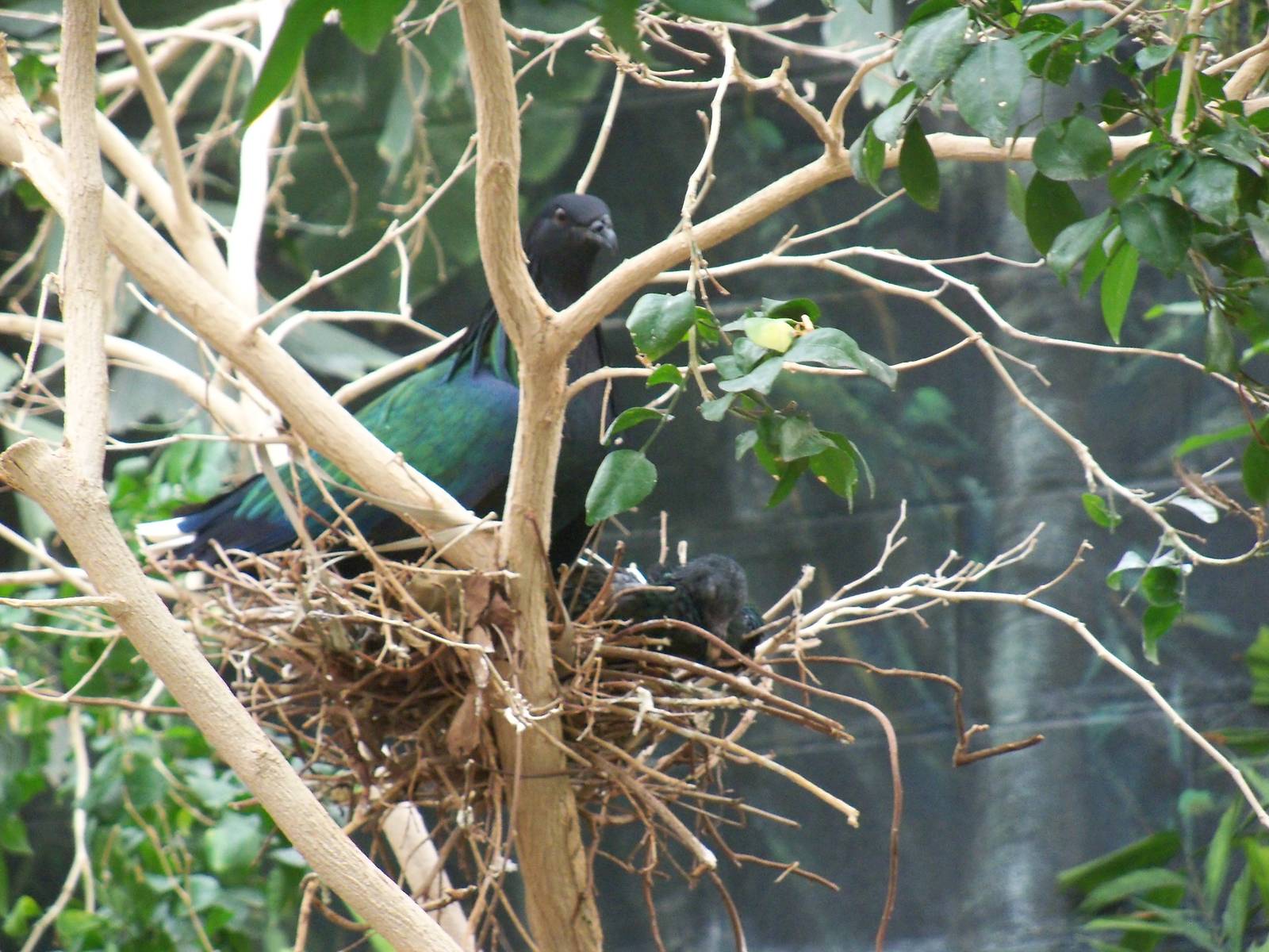 Nicobar Pigeon and Chick