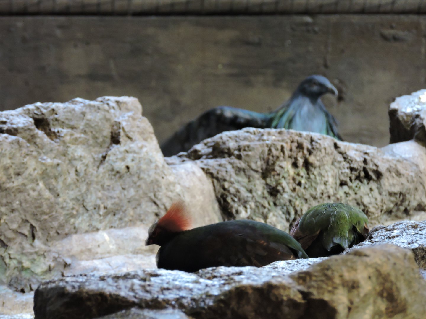 Nicobar Pigeon and Crested Wood Partidge