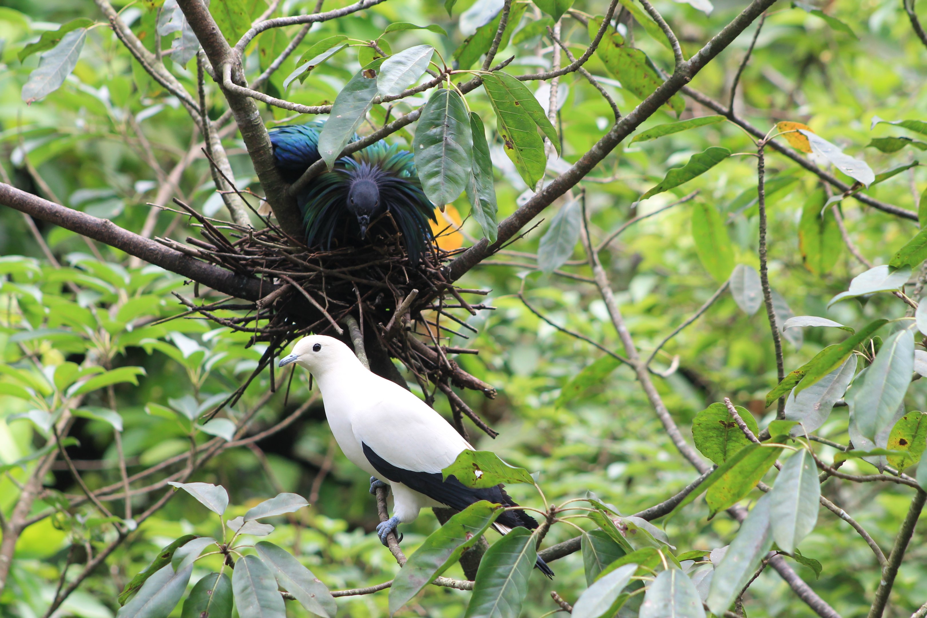 Nicobar Pigeon and Pied Imperial Pigeon