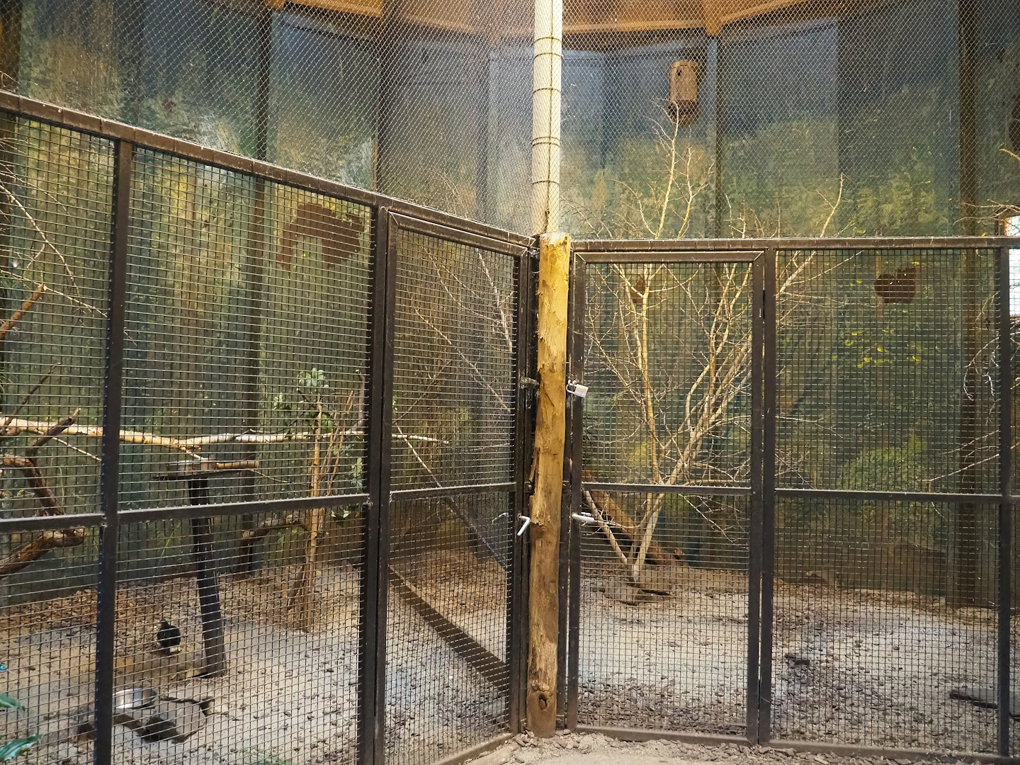 Nicobar pigeon and Red-crested turaco aviary in the Africa house, 2023-08-17