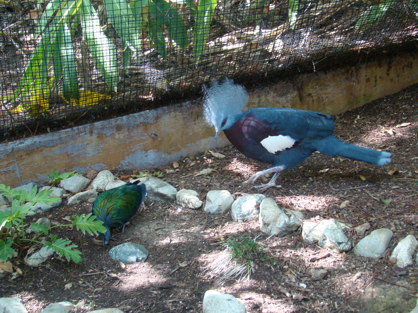 Nicobar Pigeon and Scheepmaker's Crowned Pigeon