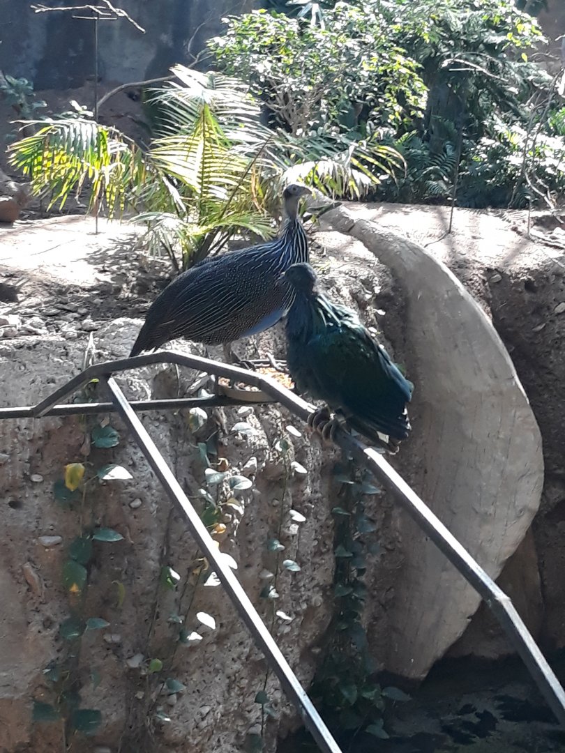 Nicobar pigeon and vulturine guineafowl