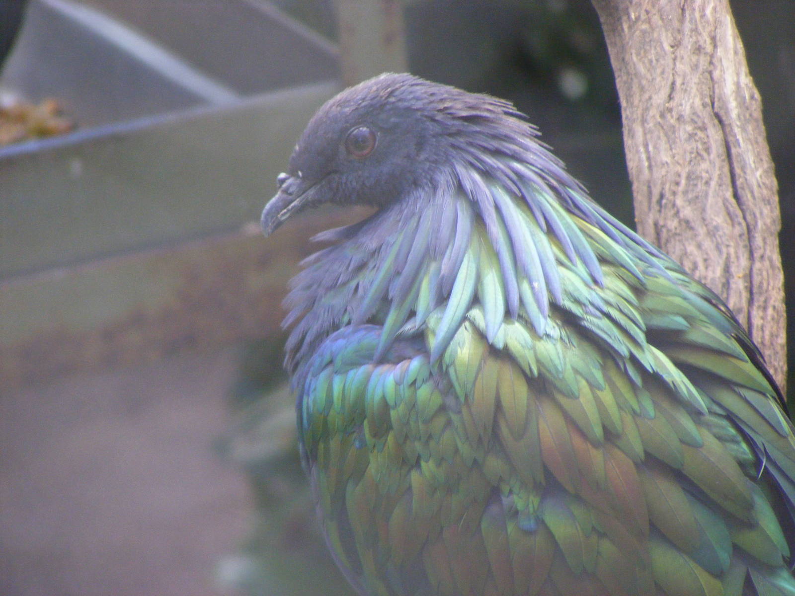 Nicobar Pigeon - April, 2010
