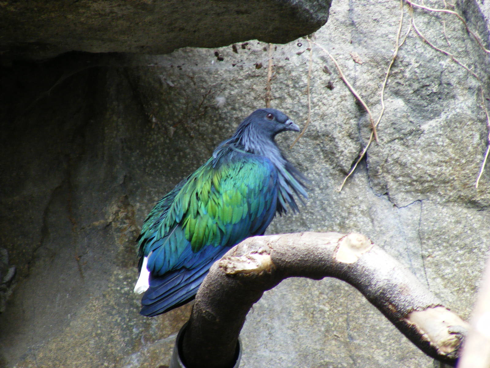 Nicobar pigeon at Edinburgh Zoo, 21 May 2010