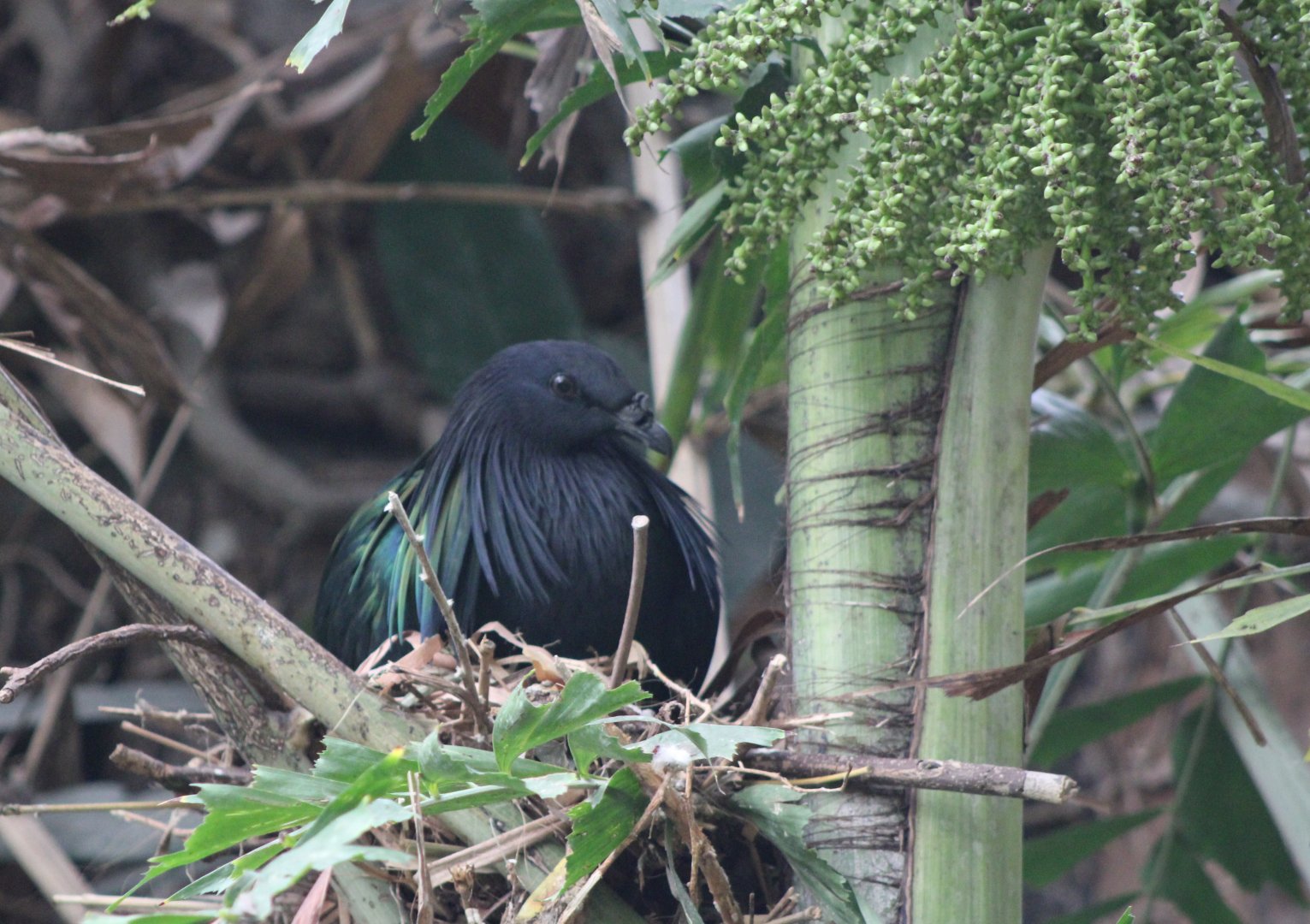 Nicobar pigeon at the nest