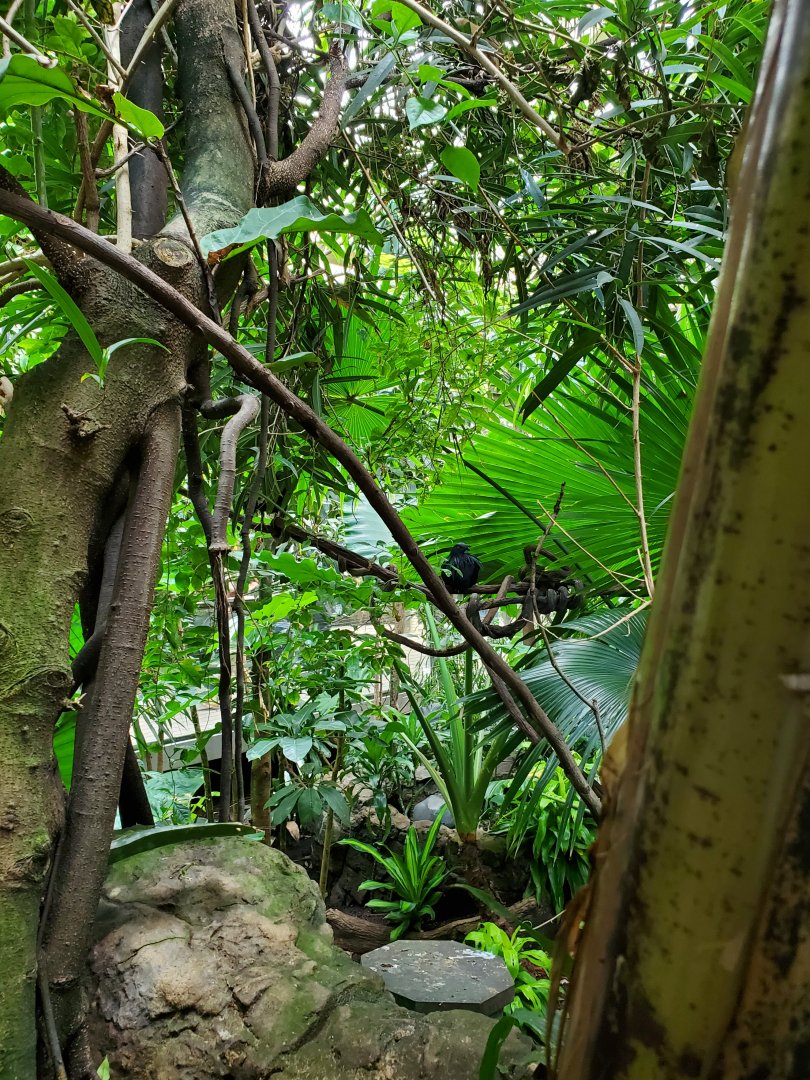 Nicobar Pigeon - August 2021