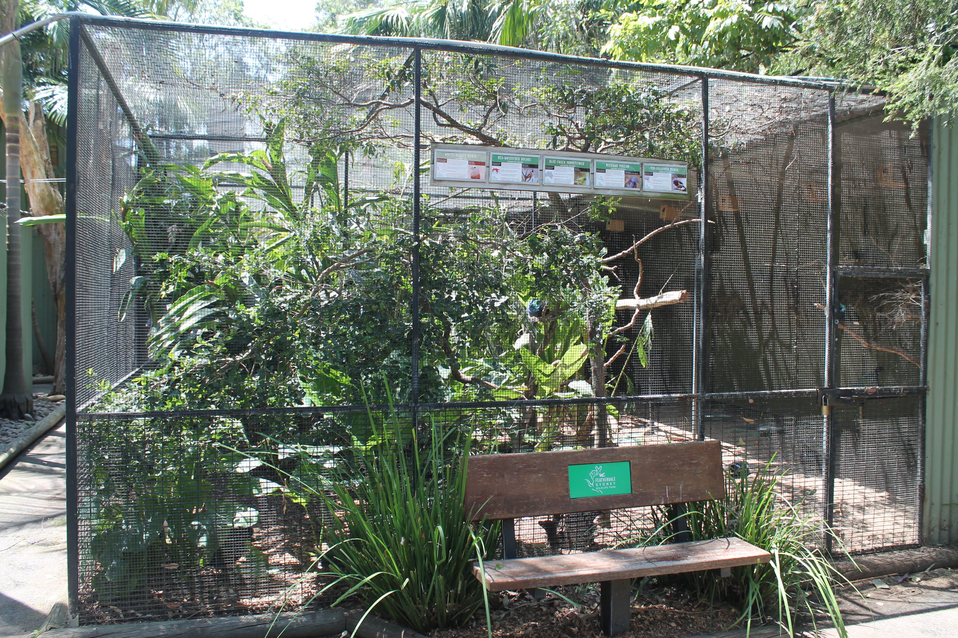 Nicobar Pigeon aviary