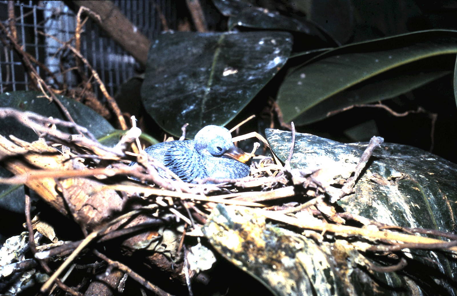 nicobar pigeon baby on the nest