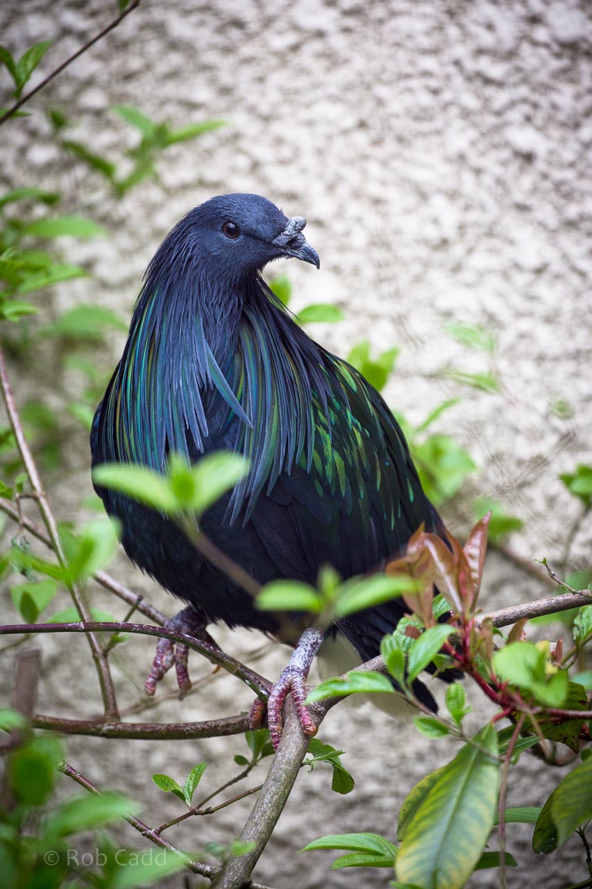Nicobar pigeon : Birdland : 19 Apr 2015