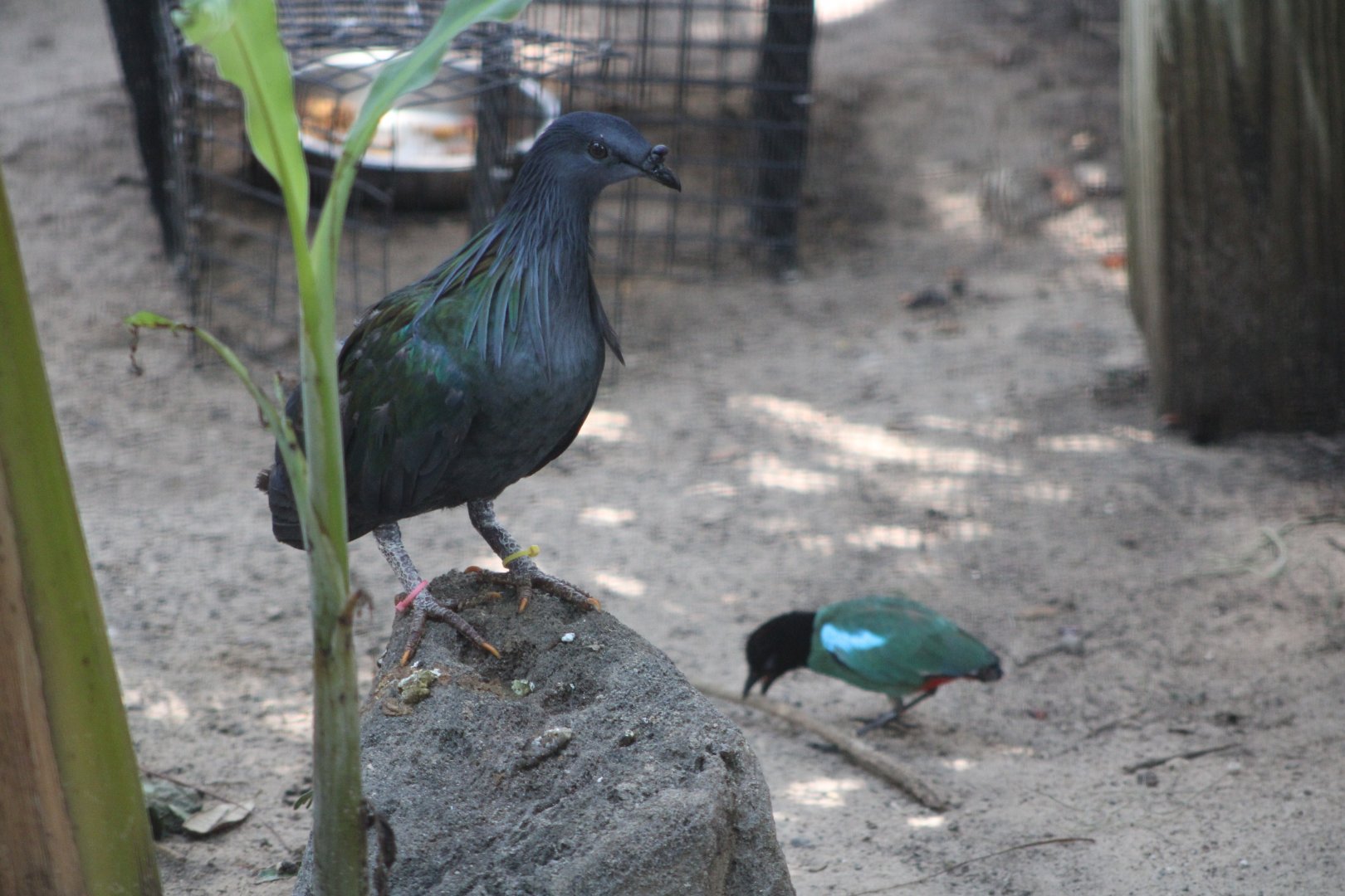 Nicobar Pigeon (C. nicobarica) + Sunda Hooded Pitta (P. s. mulleri)