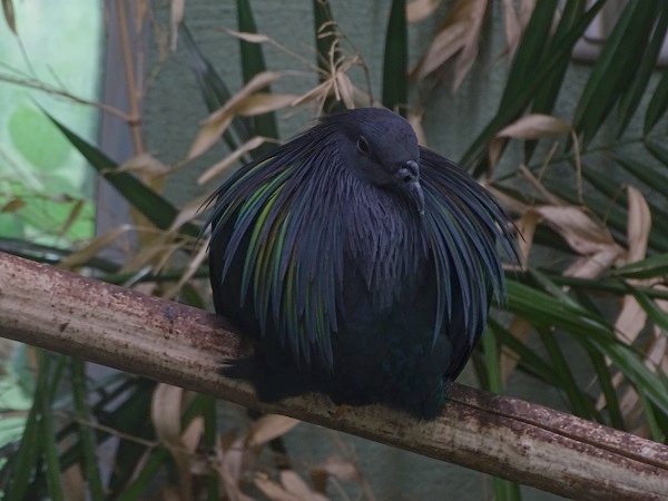 Nicobar pigeon (Caloenas nicobarica) (07/22)