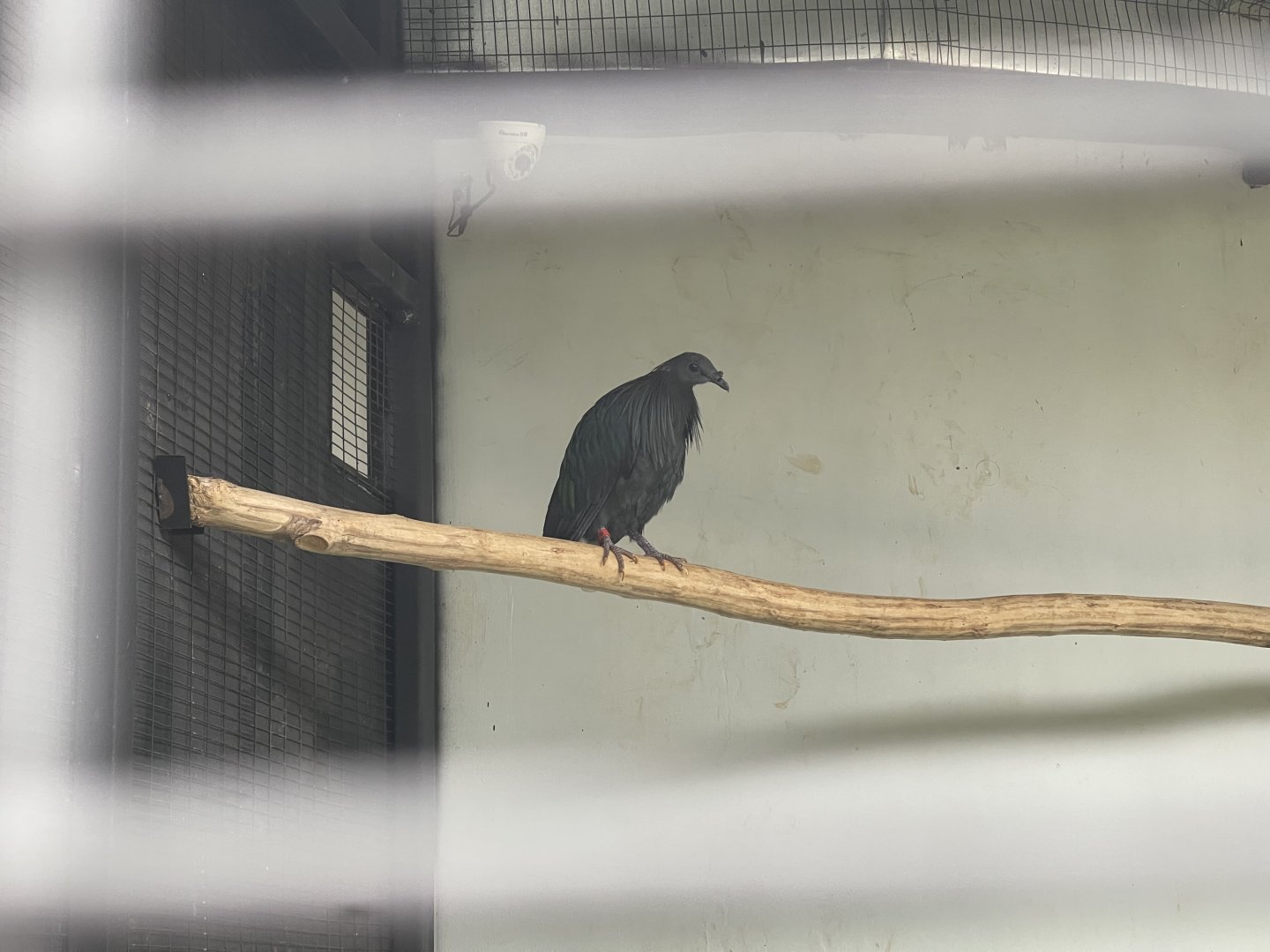 nicobar pigeon (caloenas nicobarica) (1) - aviary park