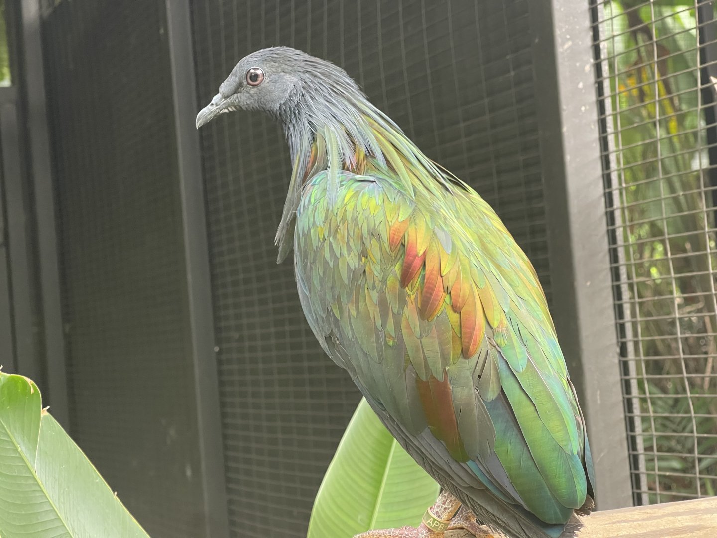 nicobar pigeon (caloenas nicobarica) (2) - aviary park