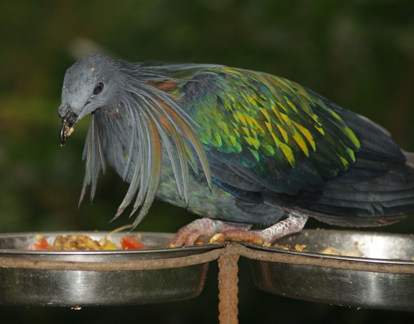 Nicobar pigeon (Caloenas nicobarica), 2007-08-12