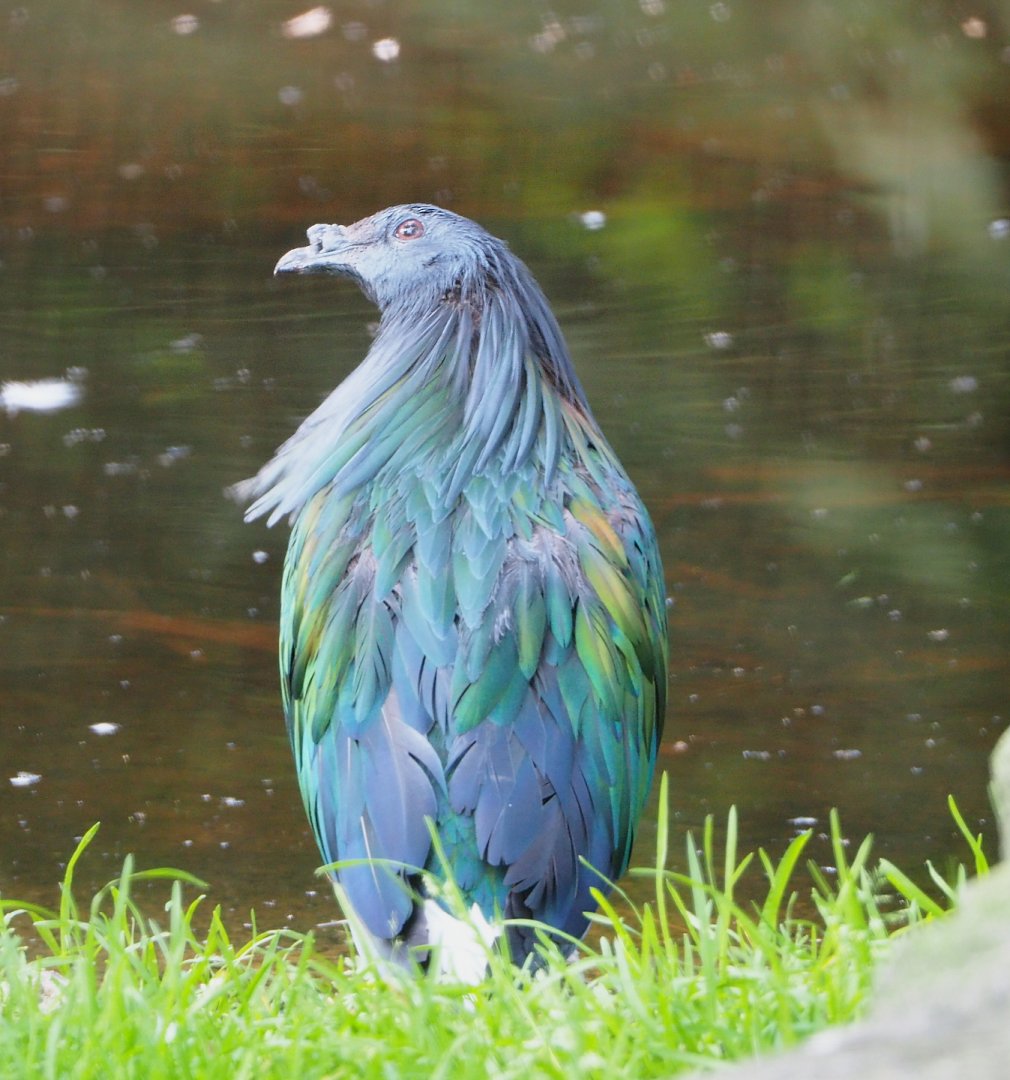 Nicobar pigeon (Caloenas nicobarica), 2021-07-20