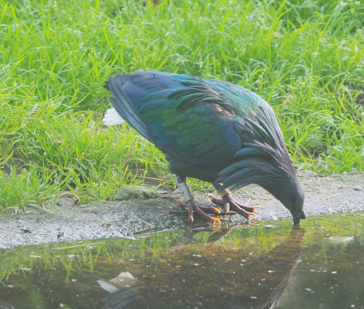 Nicobar pigeon (Caloenas nicobarica), 2021-07-20