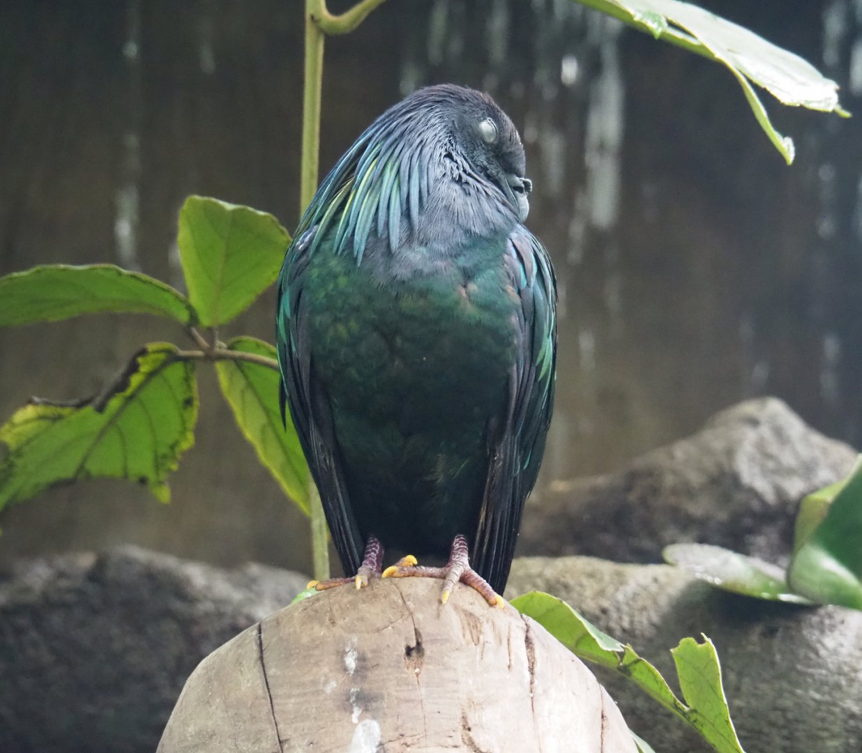 Nicobar pigeon (Caloenas nicobarica), 2022-06-28