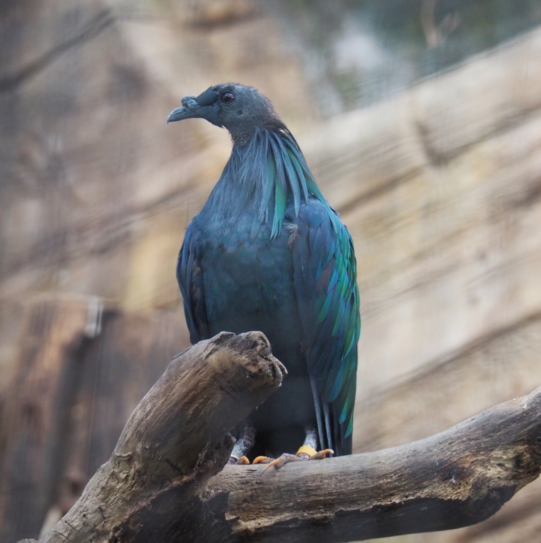 Nicobar pigeon (Caloenas nicobarica), 2022-07-03