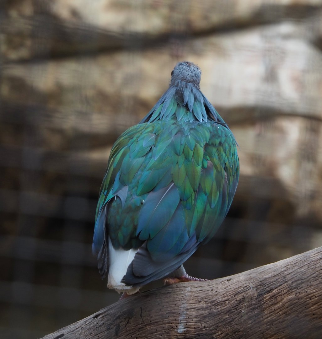 Nicobar pigeon (Caloenas nicobarica), 2022-07-03