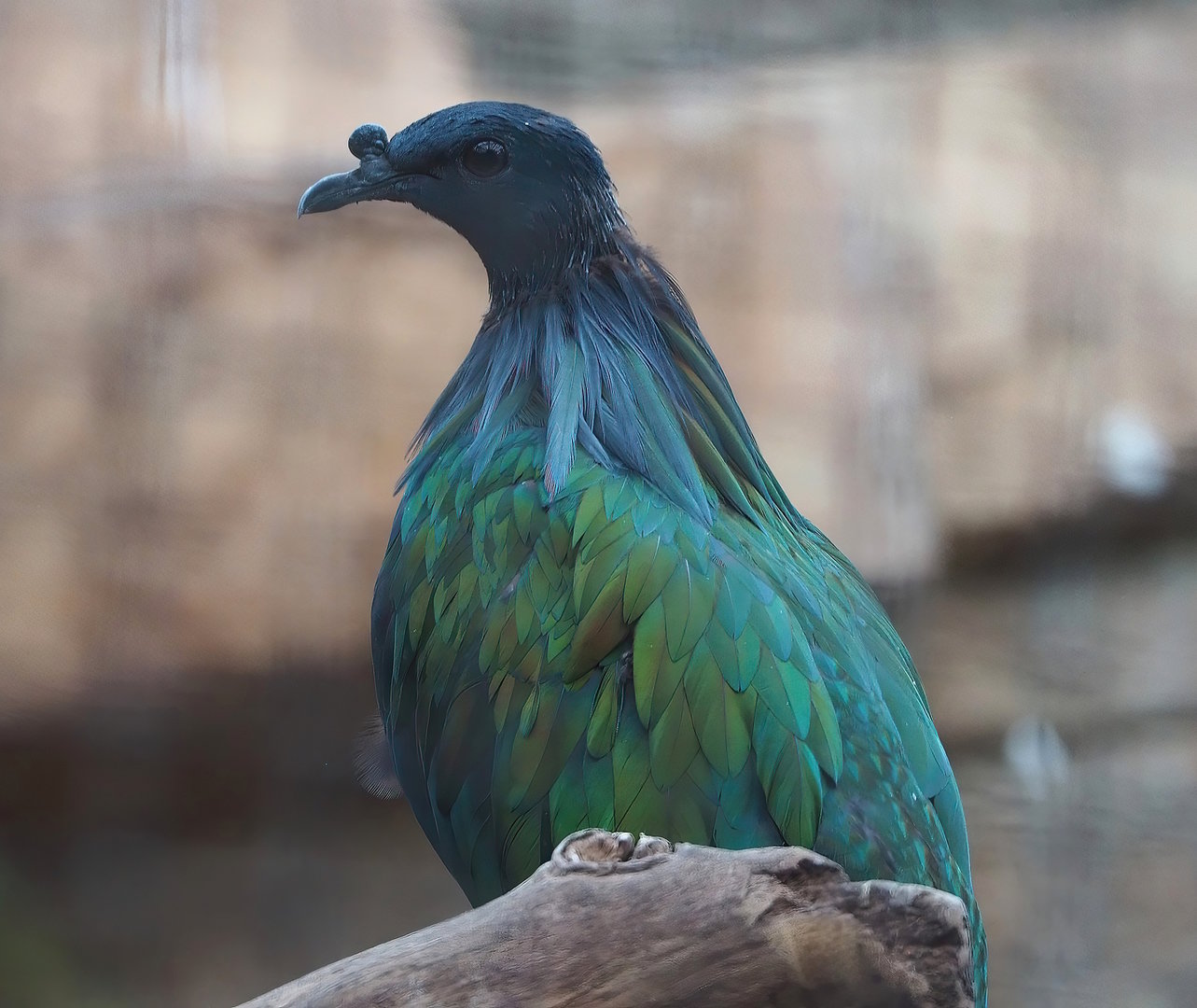 Nicobar pigeon (Caloenas nicobarica), 2022-07-16
