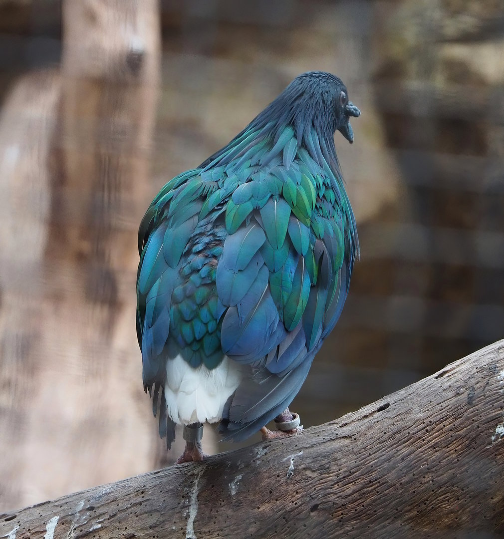 Nicobar pigeon (Caloenas nicobarica), 2022-07-16