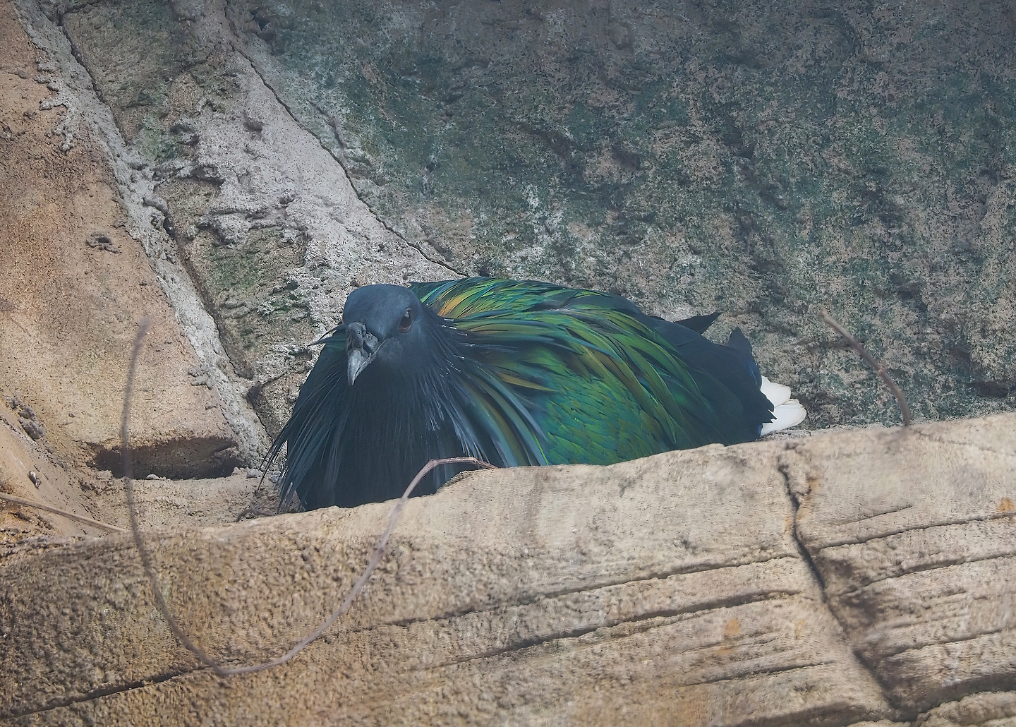 Nicobar pigeon (Caloenas nicobarica), 2022-08-07