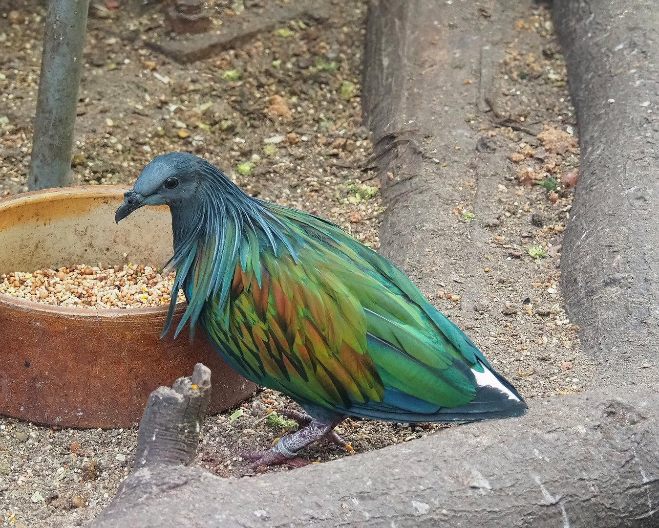 Nicobar pigeon (Caloenas nicobarica), 2022-08-28