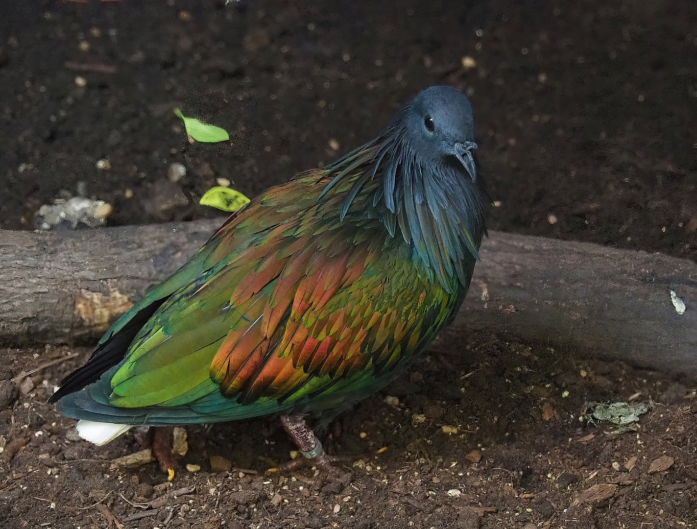 Nicobar pigeon (Caloenas nicobarica), 2022-08-28