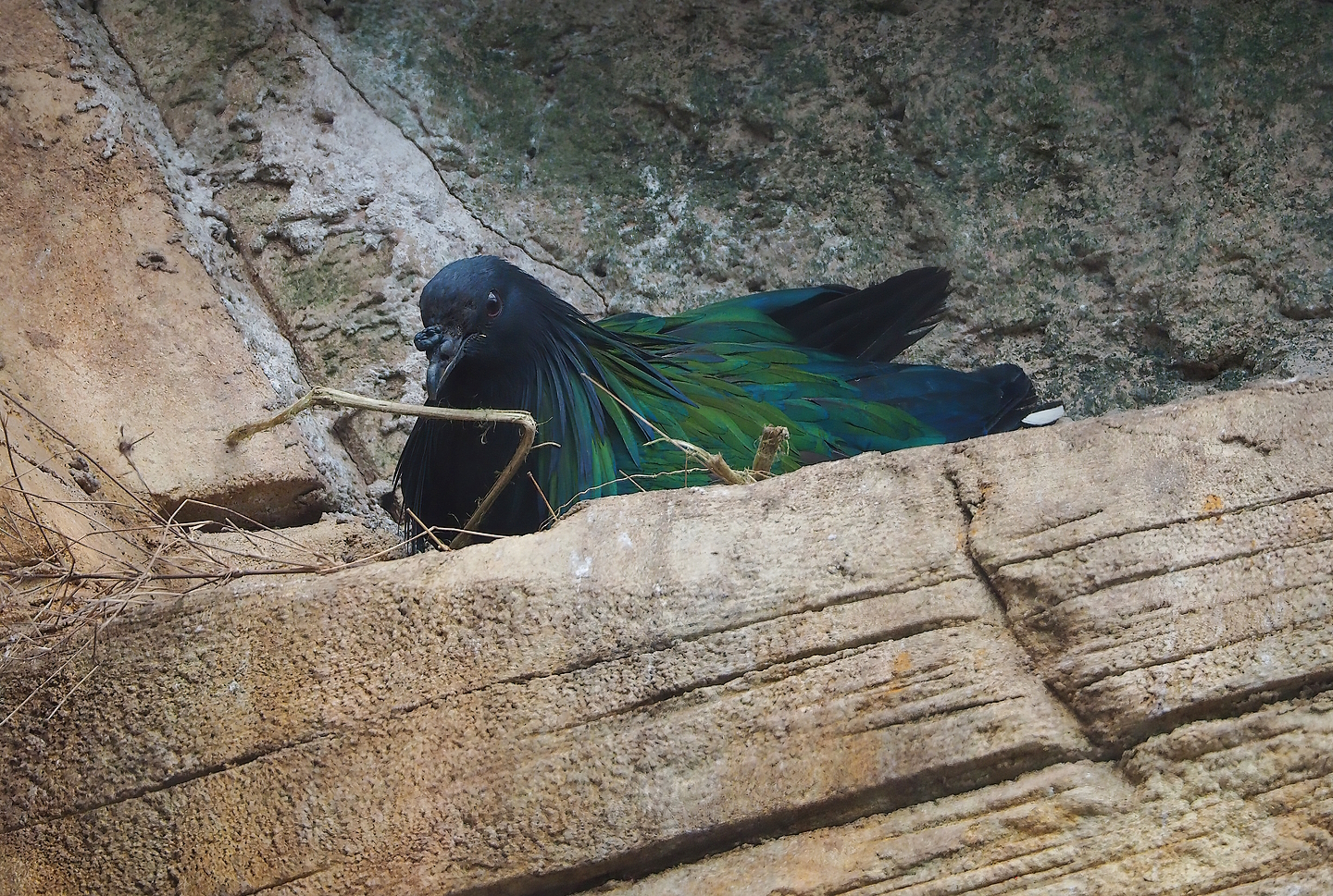 Nicobar pigeon (Caloenas nicobarica), 2022-09-12