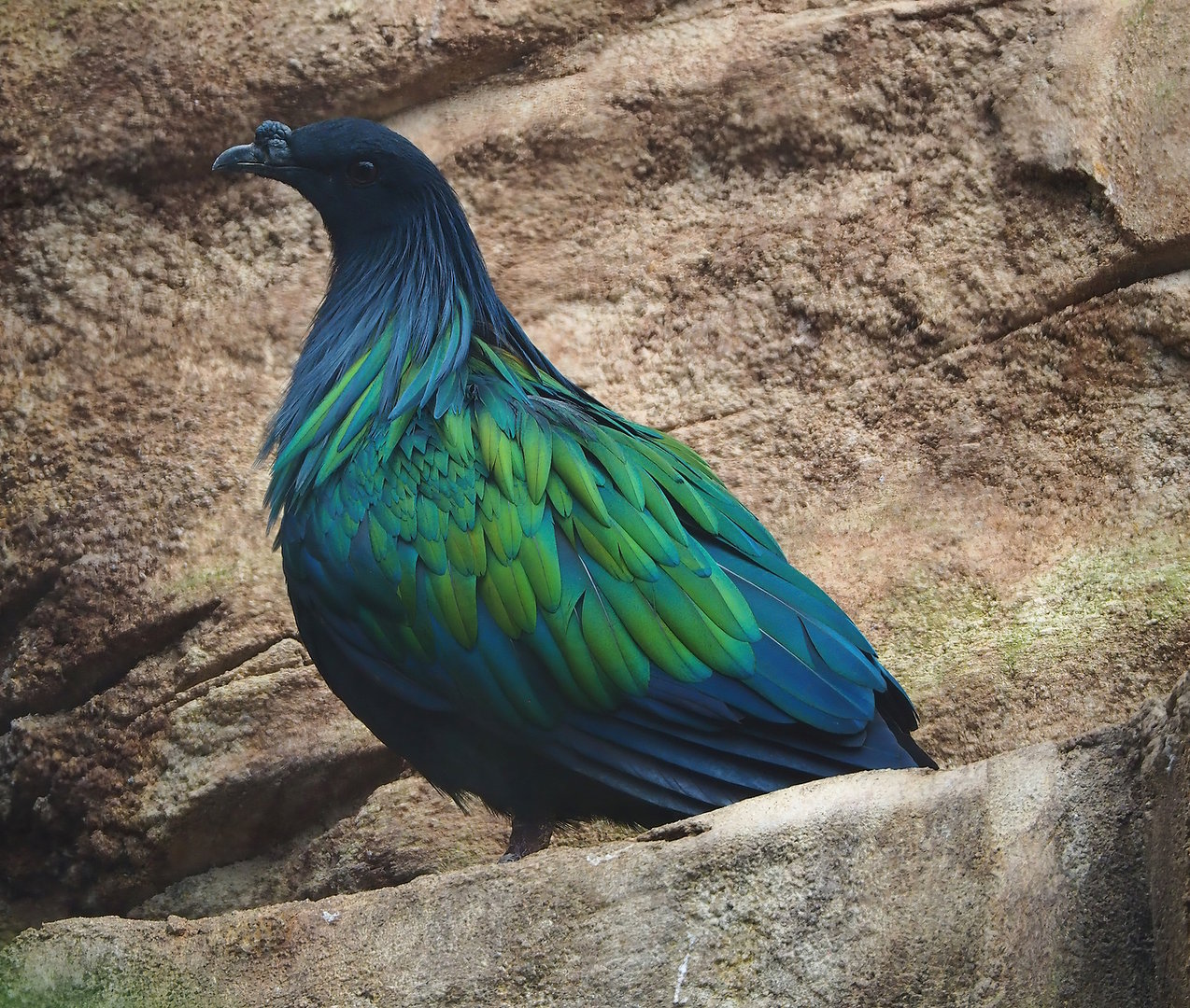 Nicobar pigeon (Caloenas nicobarica), 2022-09-12