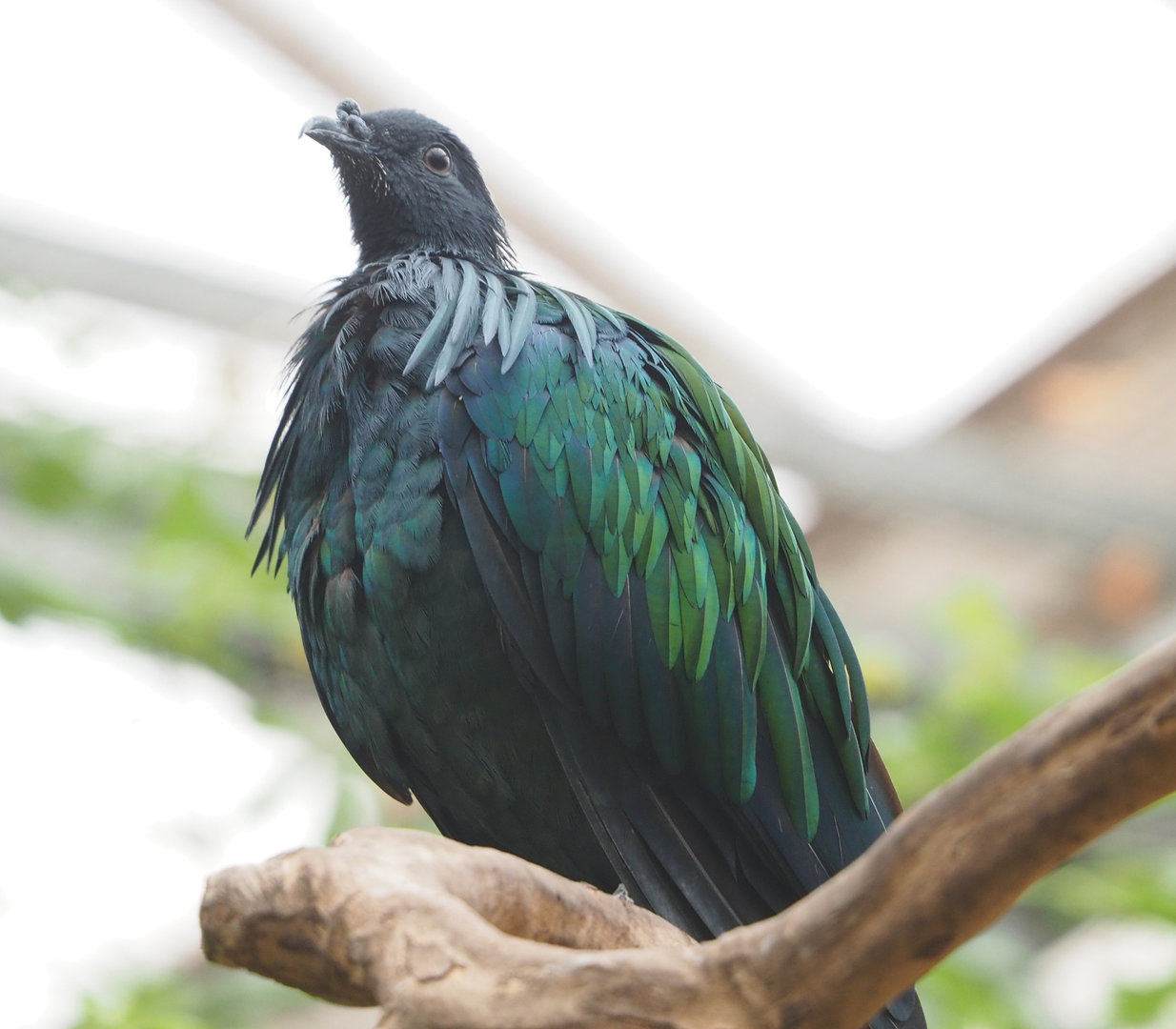 Nicobar pigeon (Caloenas nicobarica), 2022-09-14