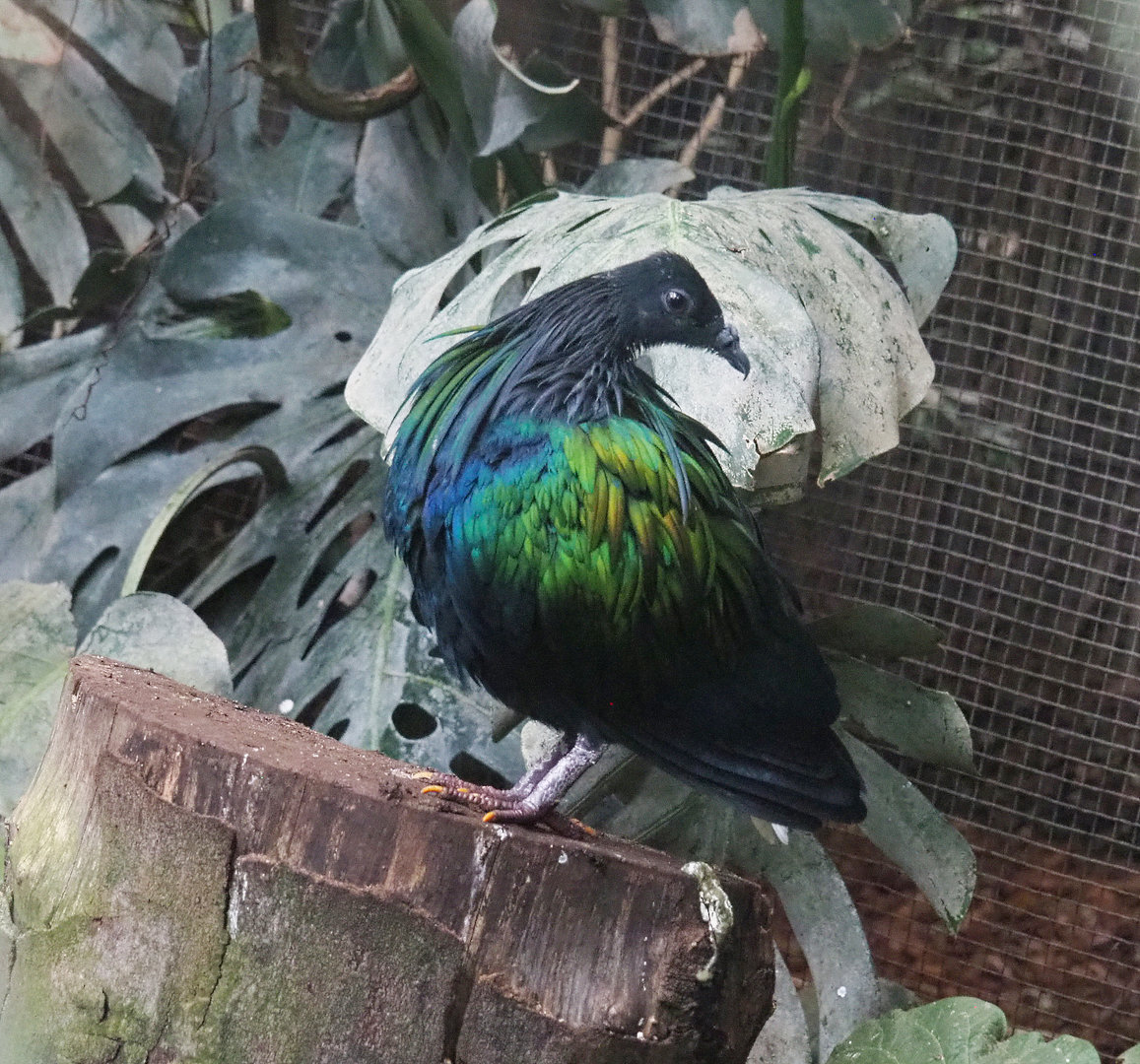 Nicobar pigeon (Caloenas nicobarica), 2022-09-14
