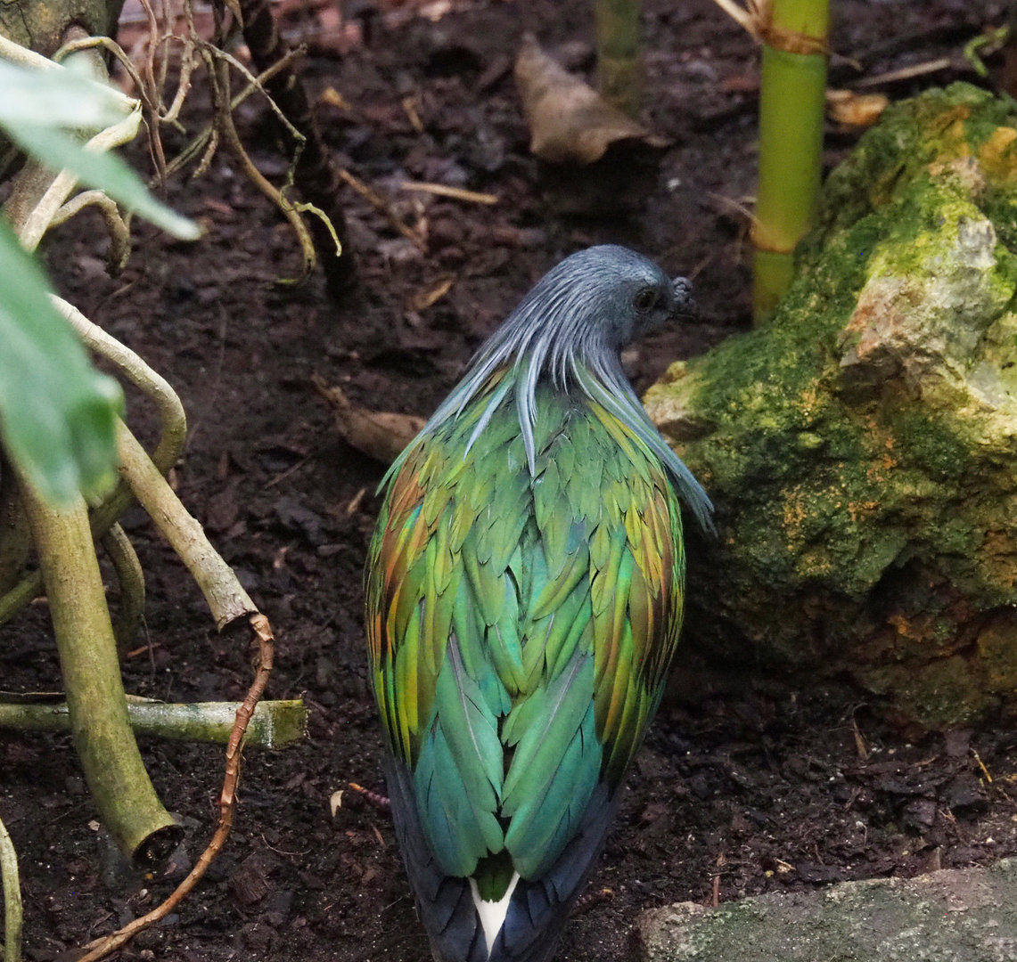 Nicobar pigeon (Caloenas nicobarica), 2022-09-15