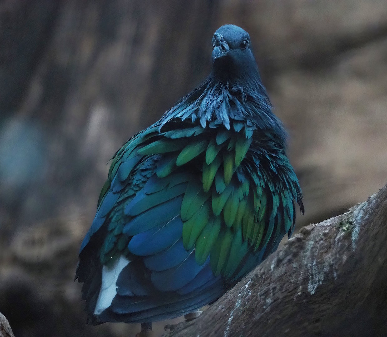 Nicobar pigeon (Caloenas nicobarica), 2022-12-27