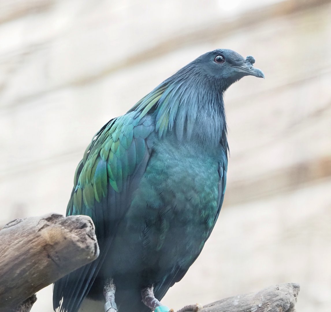 Nicobar pigeon (Caloenas nicobarica), 2023-04-18