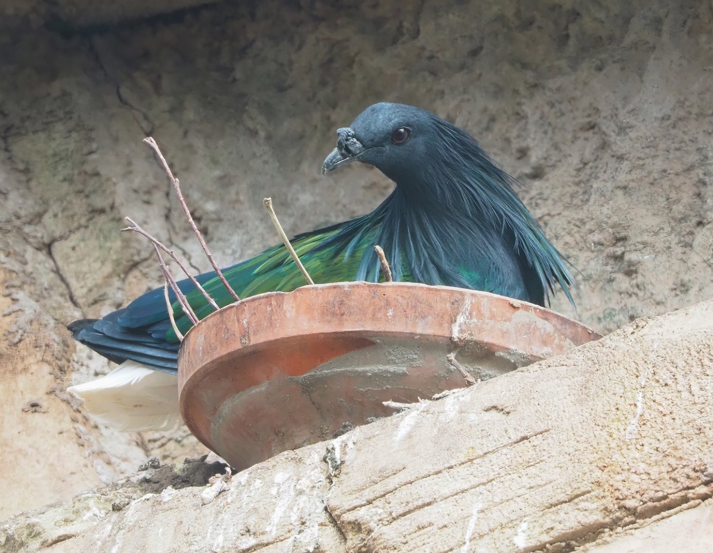 Nicobar pigeon (Caloenas nicobarica), 2023-05-13